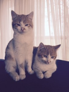 cattwins